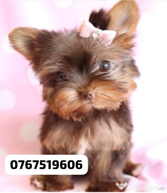 Yorkshire terrier mini toy ciocolatiu