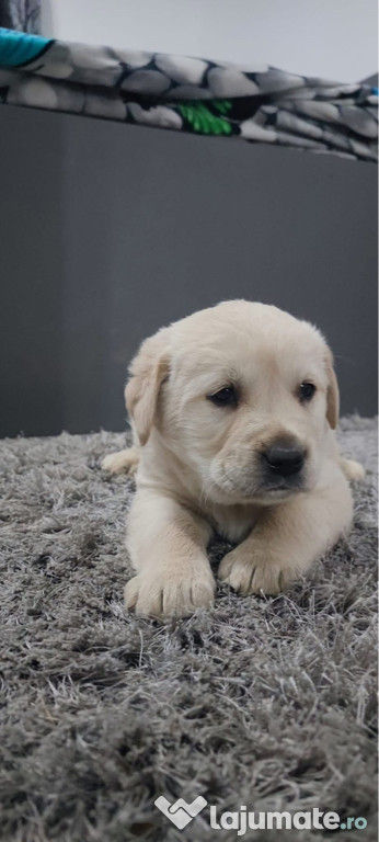 Cățeii Labrador Golden