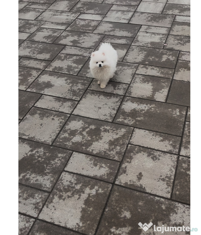 Pomeranian cadoul perfect