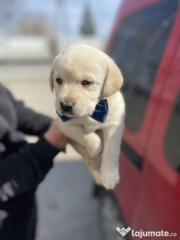 Labrador băieței și fetițe