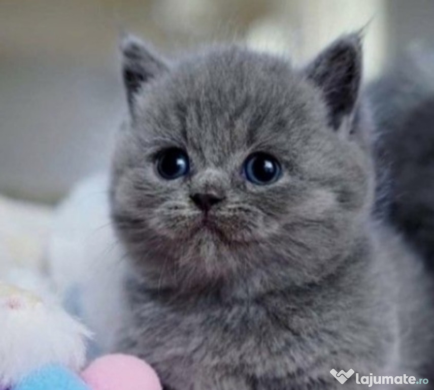 British shorthair