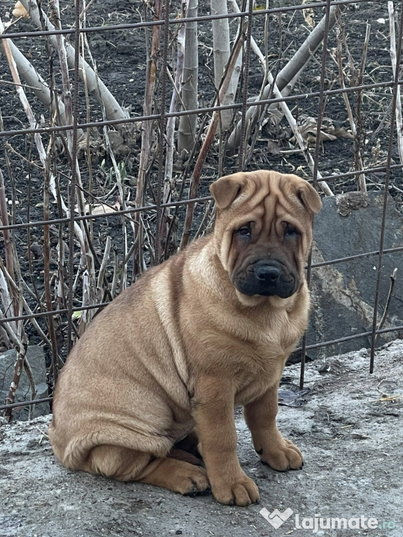 Vând Shar - pei..