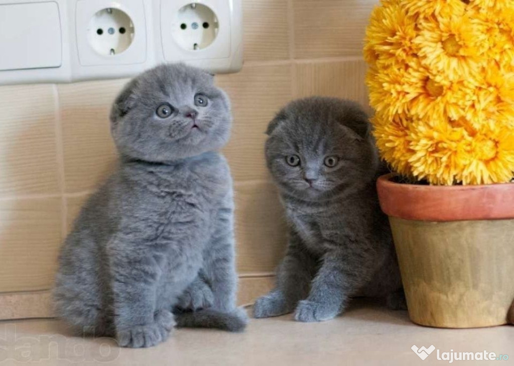 Scottish fold băieței si fetițe