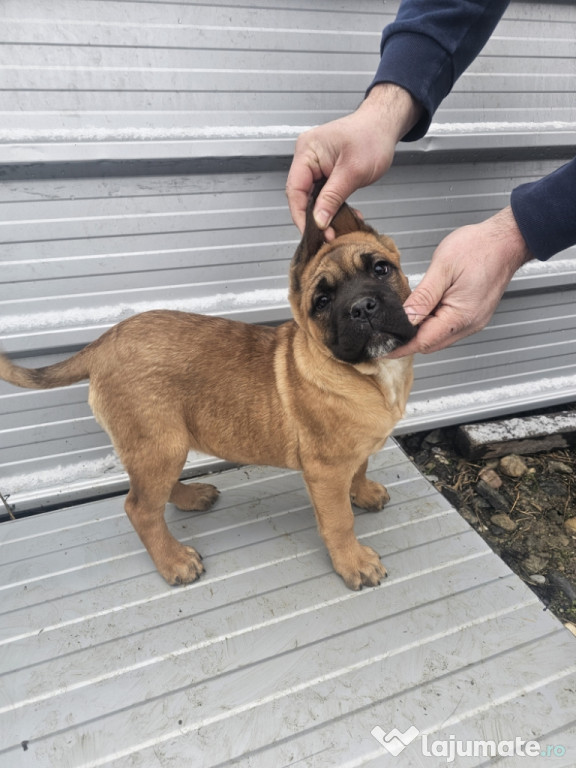 Catei Cane Corso