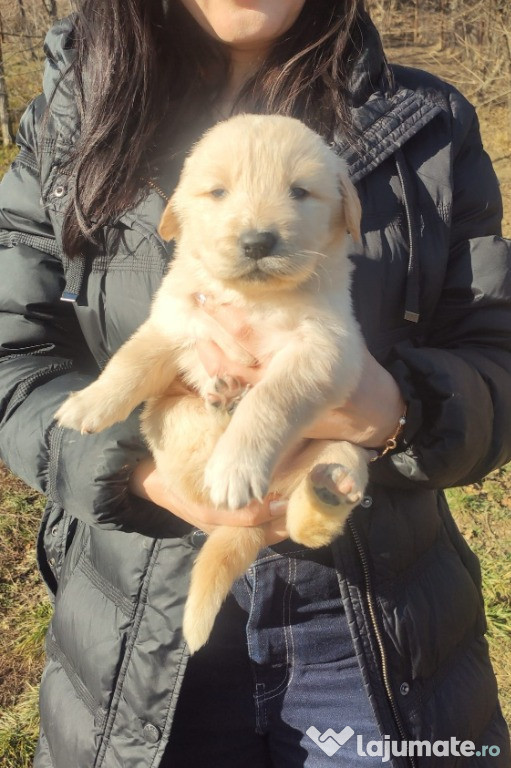 Pui (mascul) Golden Retriever