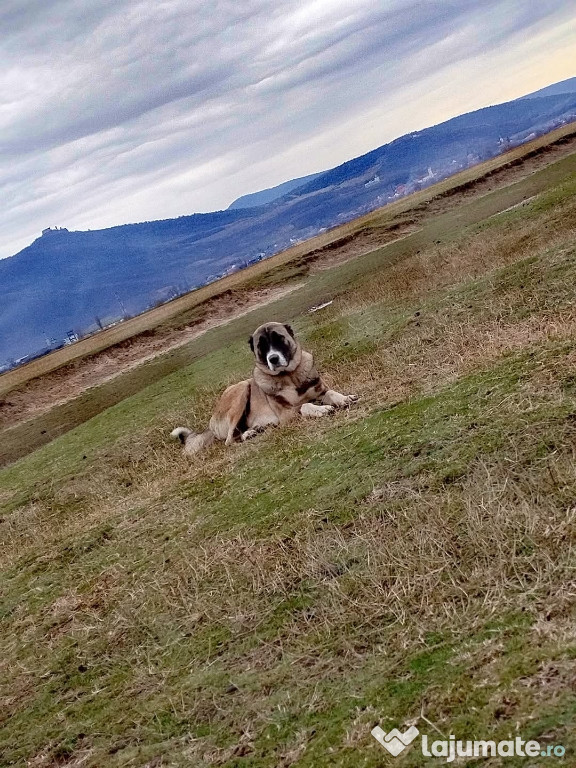 De vanzare Femela Kangal