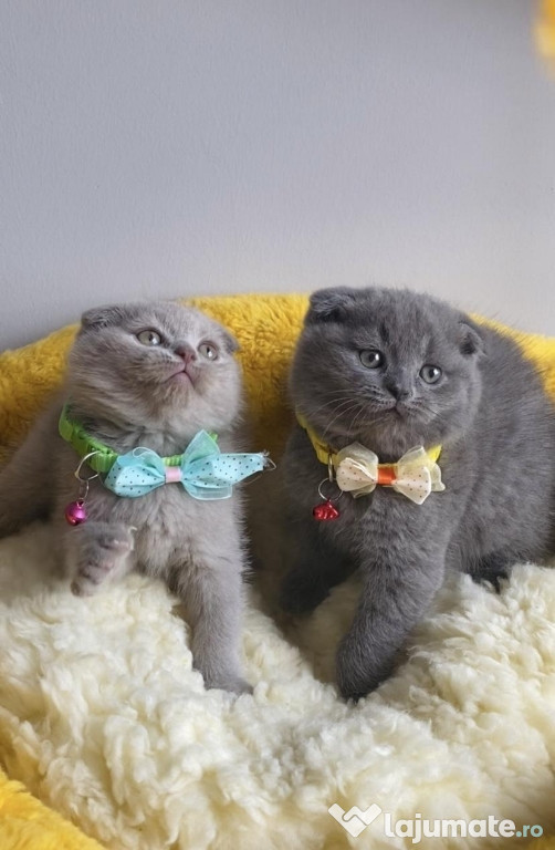 Scottish fold băieței și fetițe