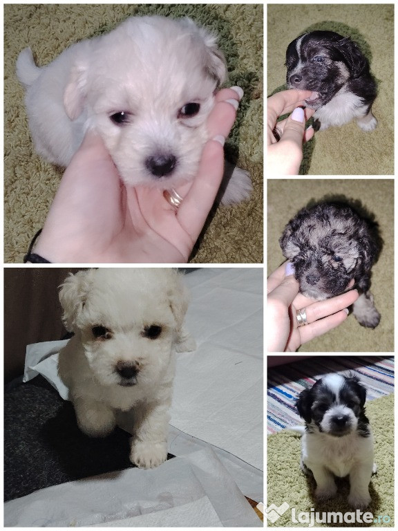 Bichon maltez 5 săptămâni