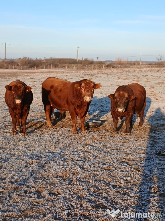 De vanzare tauri aberdeen angus