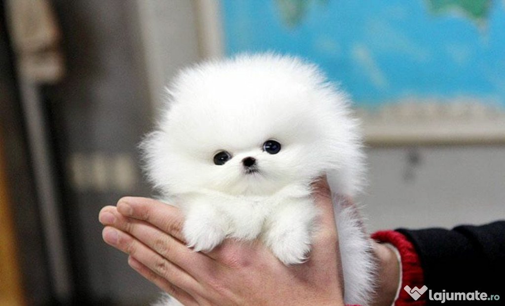 Pomeranian mini boo teeacup asigur transport