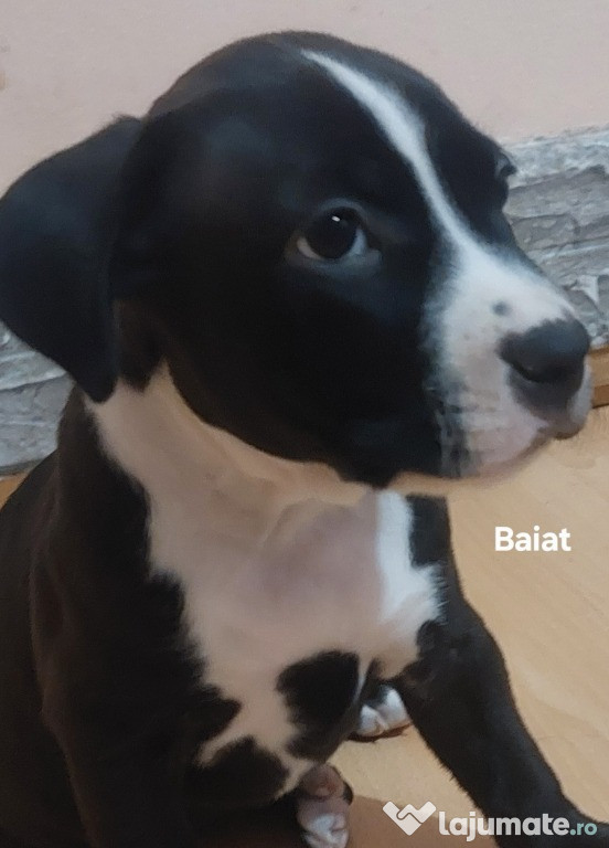 Pui amstaff de vanzare