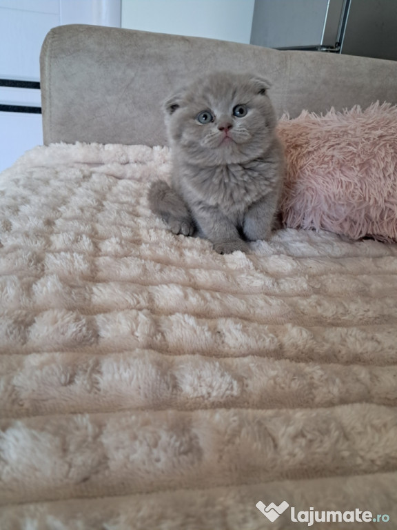 Scottish fold băieței și fetițe