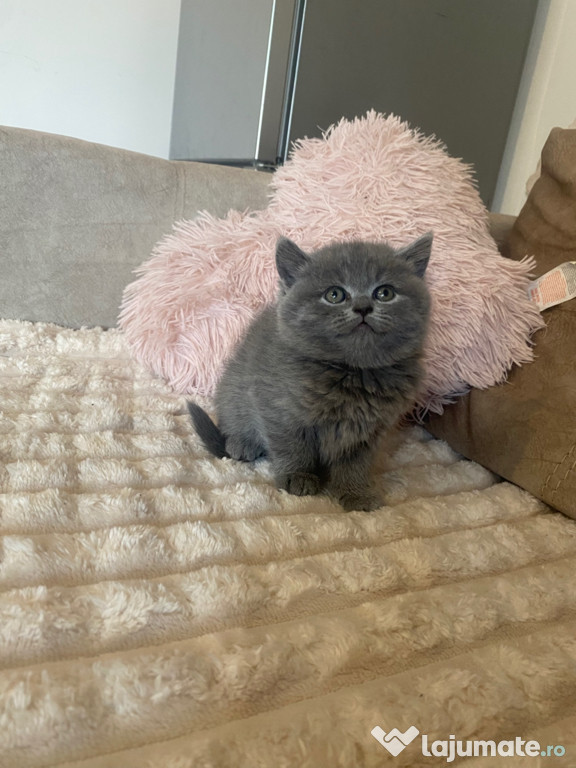 British shorthair