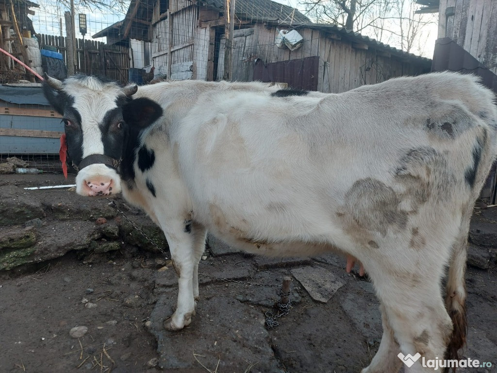 Vând văcuță în vârstă de 3 ani