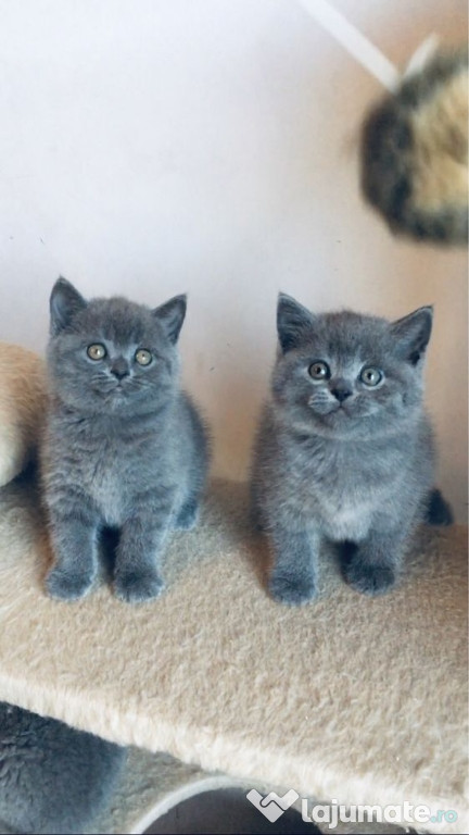 British shorthair băieței și fetițe