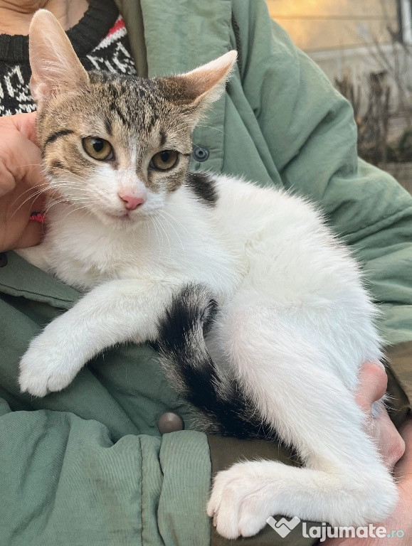 Pisicuța metis British Shorthair tabby white, gratuit