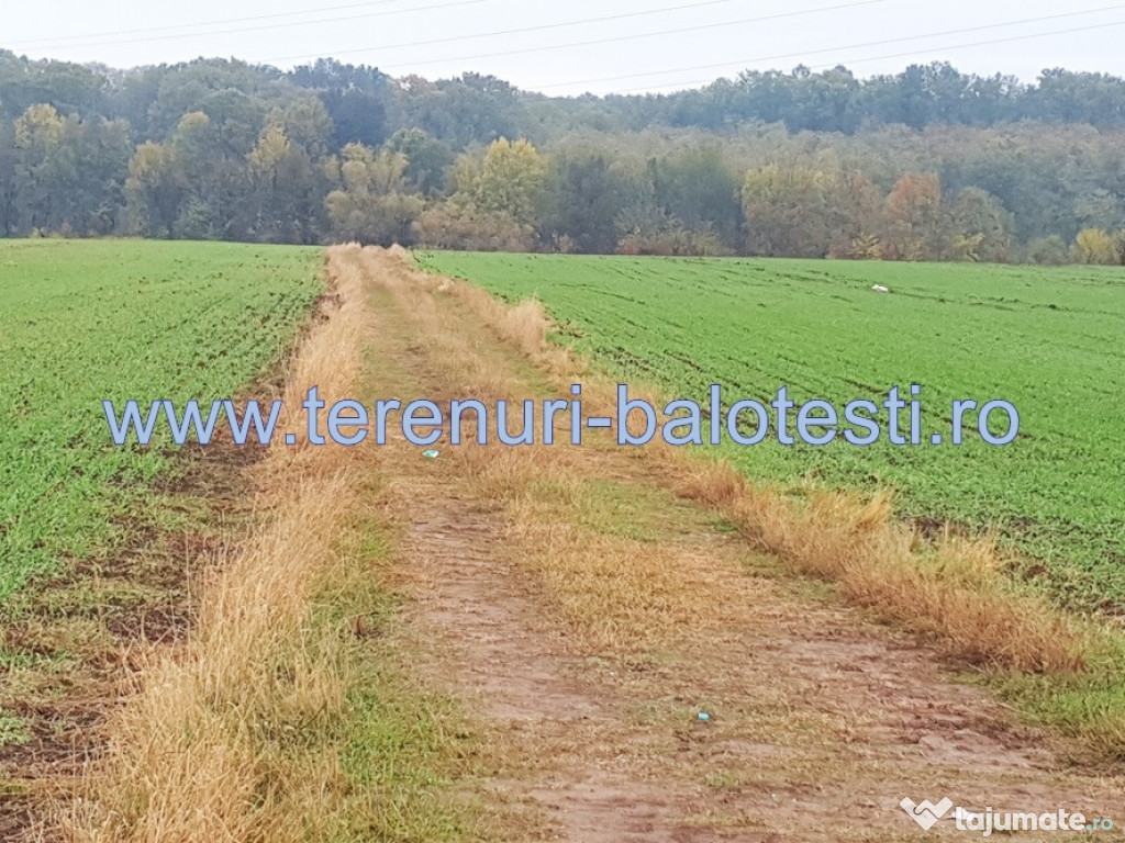 Teren intravilan Balotesti,langa ansamblul Terra, 17000 euro