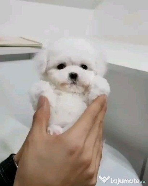 Bichon maltez mini toy albi superbi