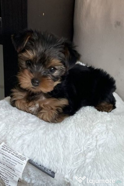 Yorkshire Terrier