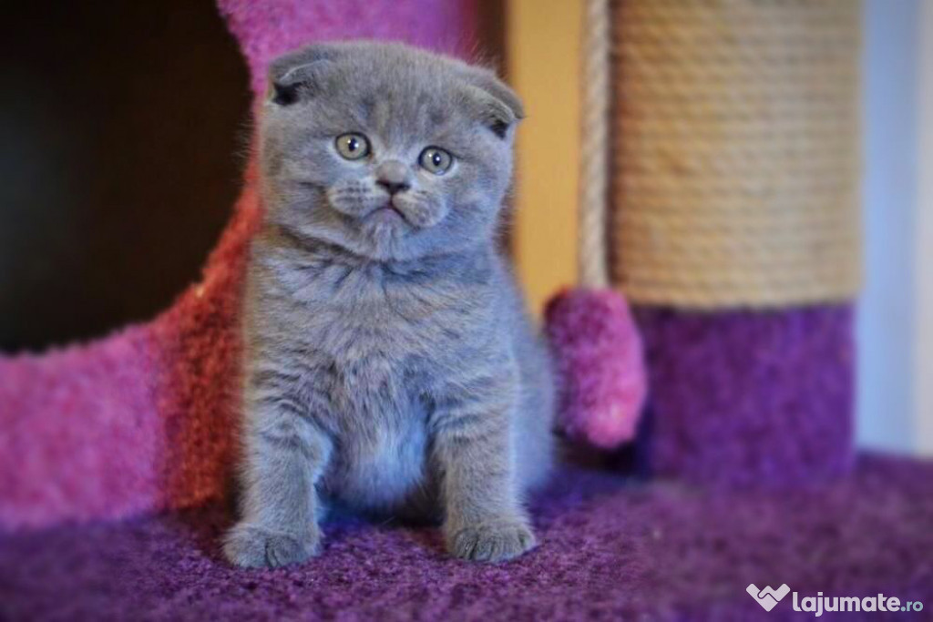 Scottish fold băieței și fetițe