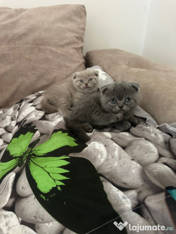 Scottish fold băieței și fetițe