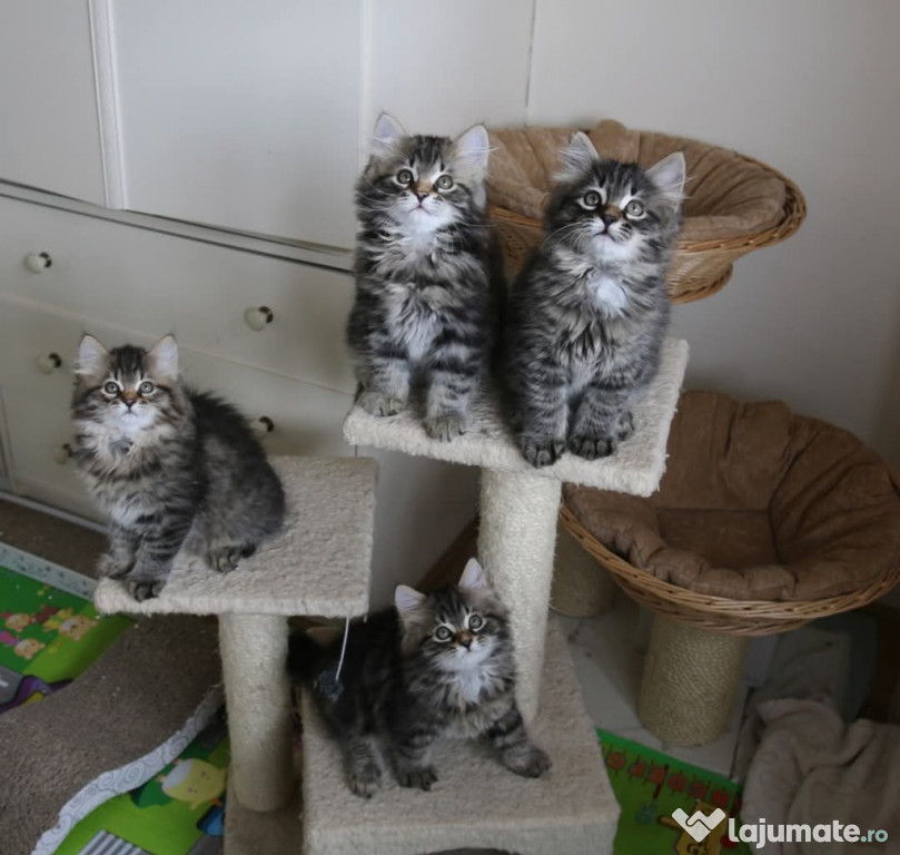 Norwegian forest kitten