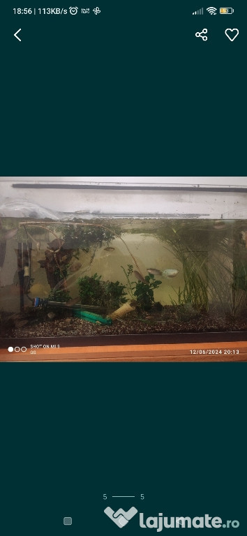 Acvariu Eiheim, pești, melci + plante, filtru Fluval 307