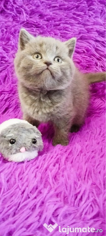 British shorthair băieței și fetițe