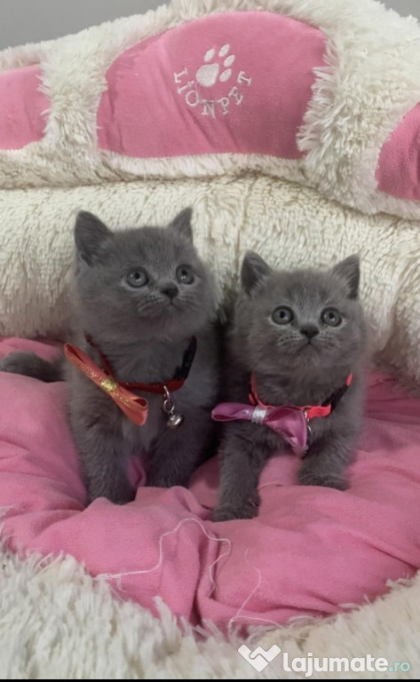 British shorthair băieței și fetițe