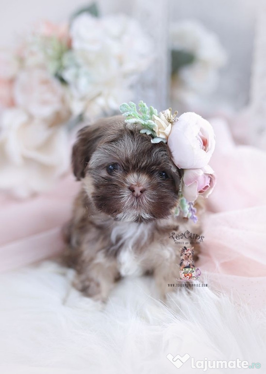 Shih tzu mini toy