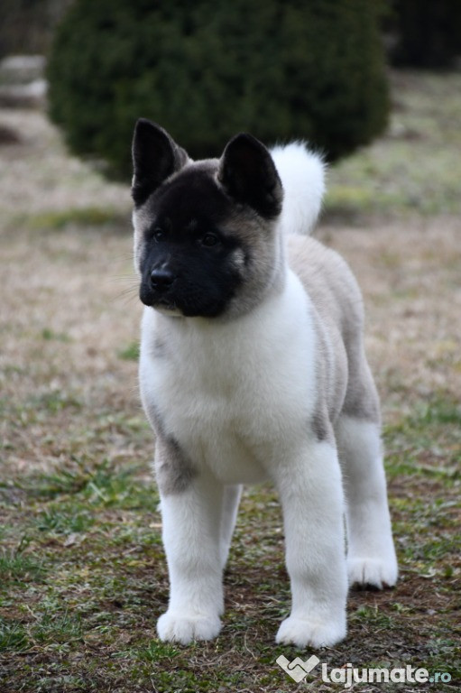 Cățelusa Akita American