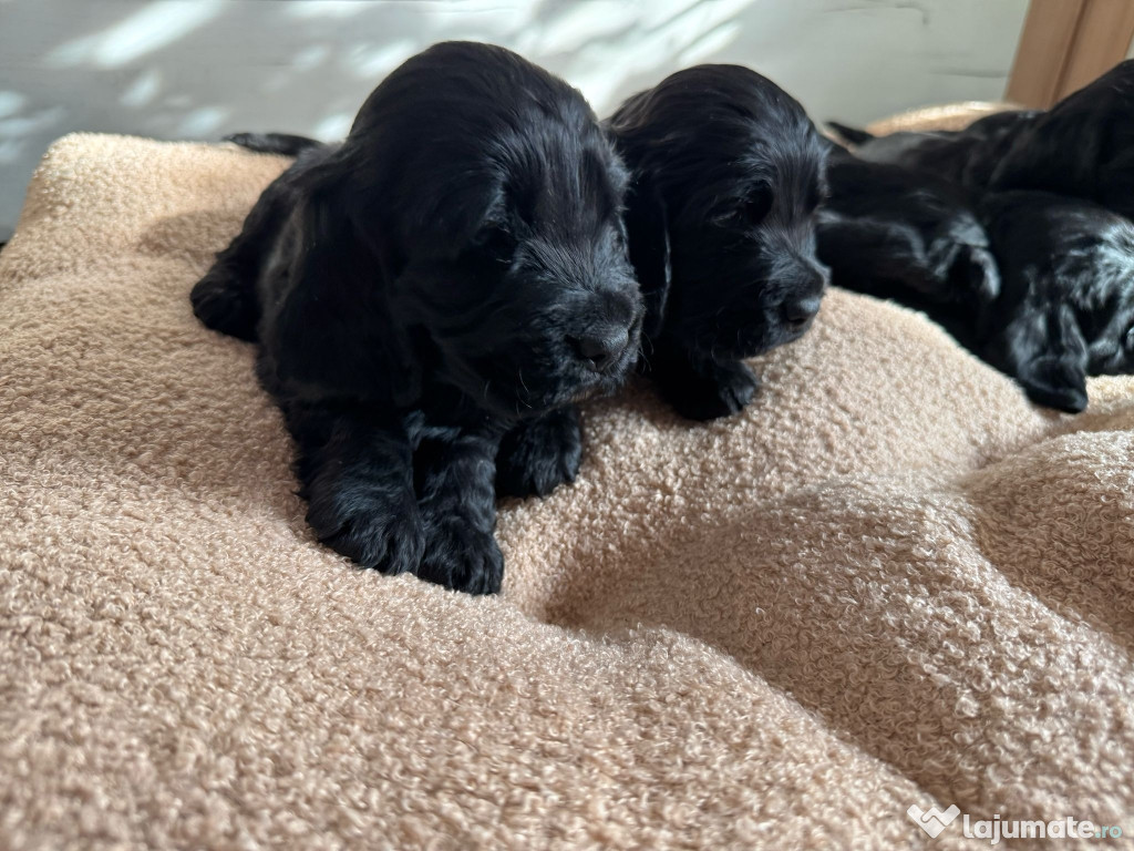 Cocker spaniel negru