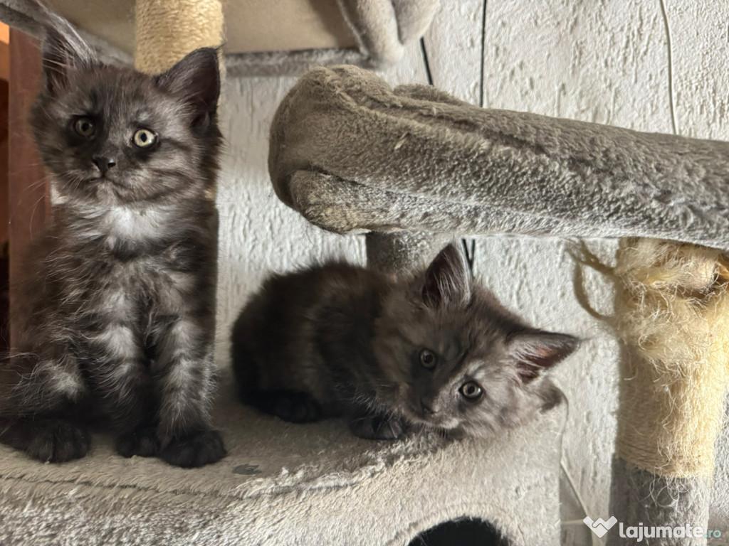 Pui pisică Maine Coon