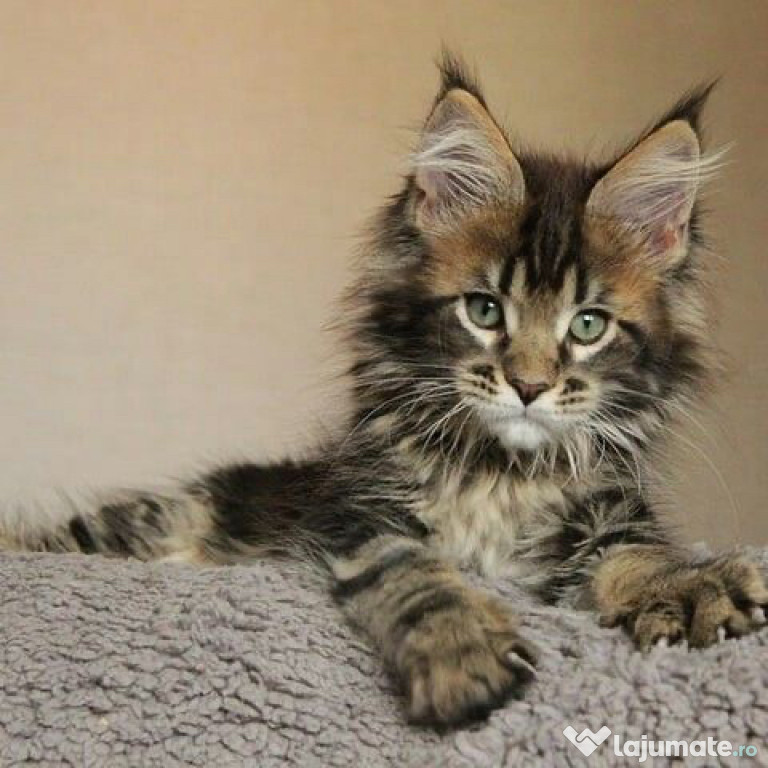 Maine Coon puiuți