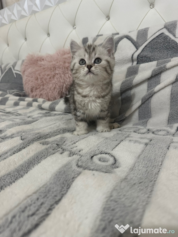 British shorthair băieței și fetițe