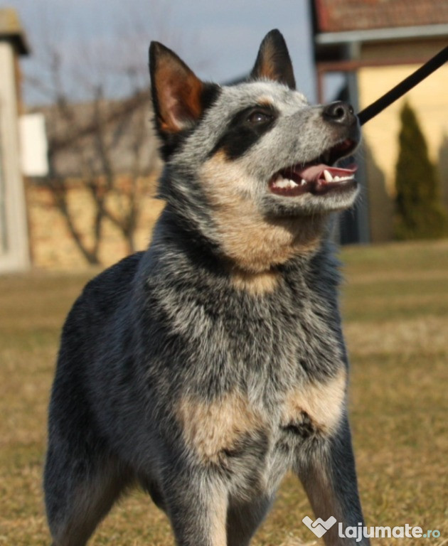 Căței de Australian Cattle Dog