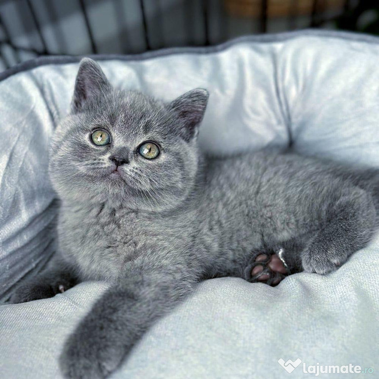 British shorthair puiuți superbi