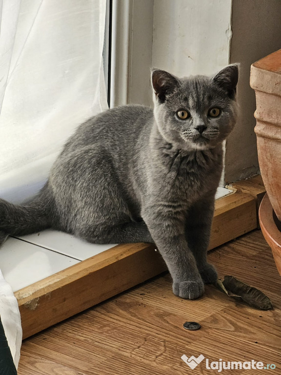 Pisic British Shorthair Blue