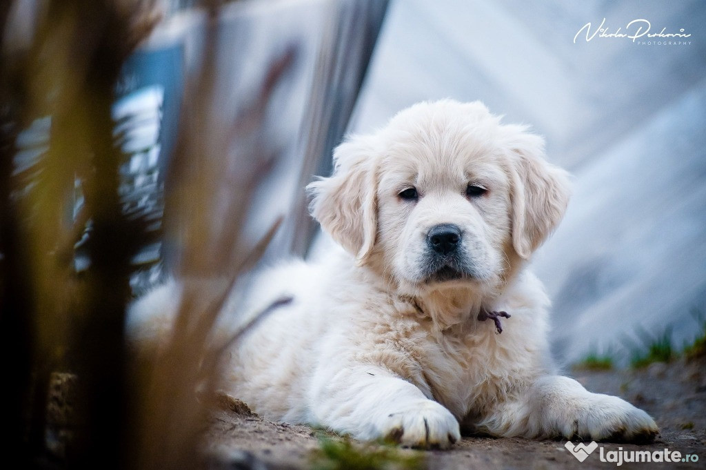 Pui și câini tineri Golden Retriever de vânzare