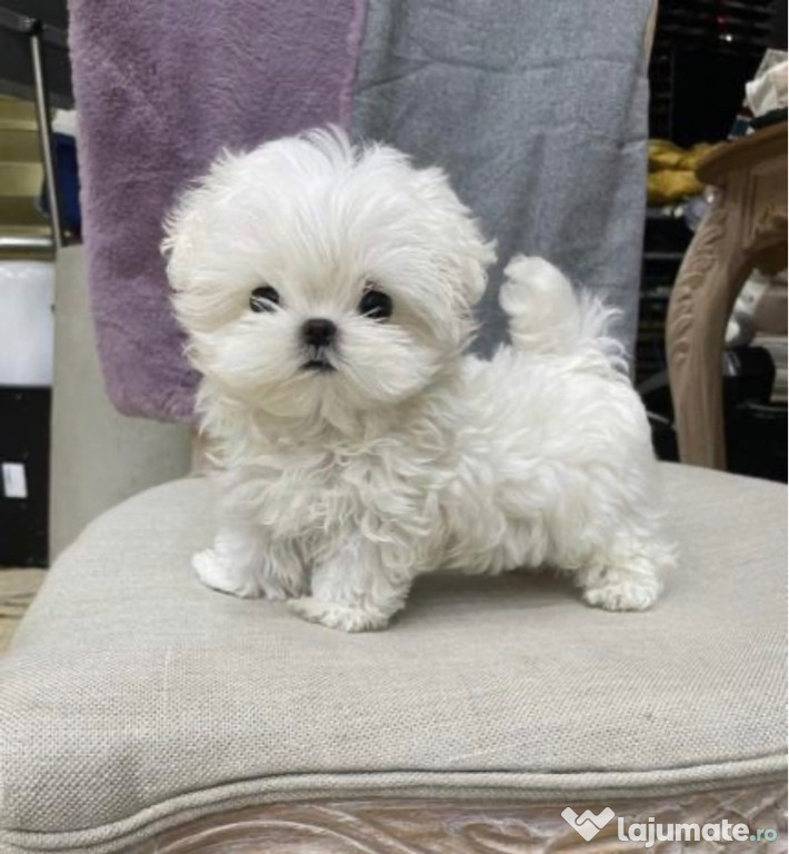 Bichon Maltez Mini Toy