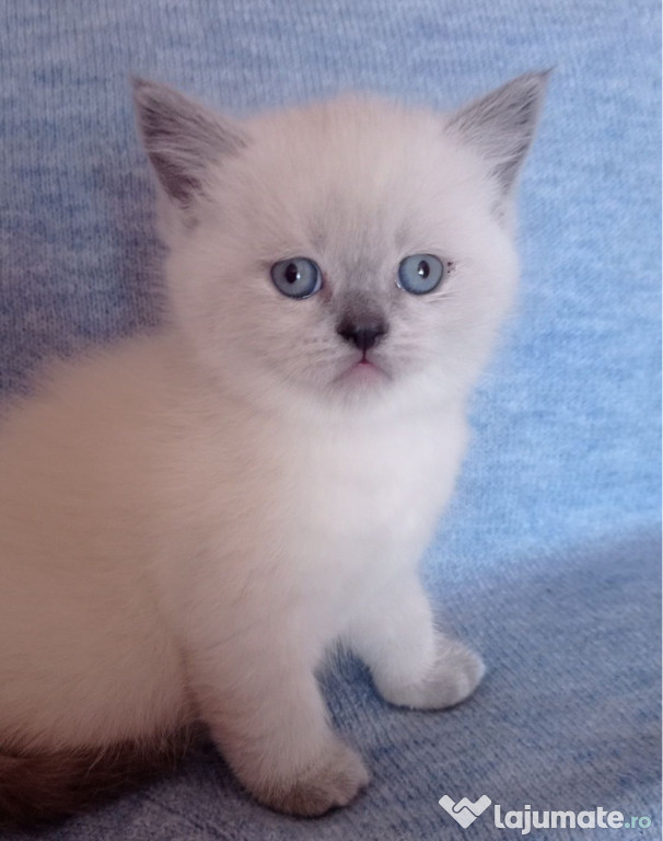 British Shorthair pui