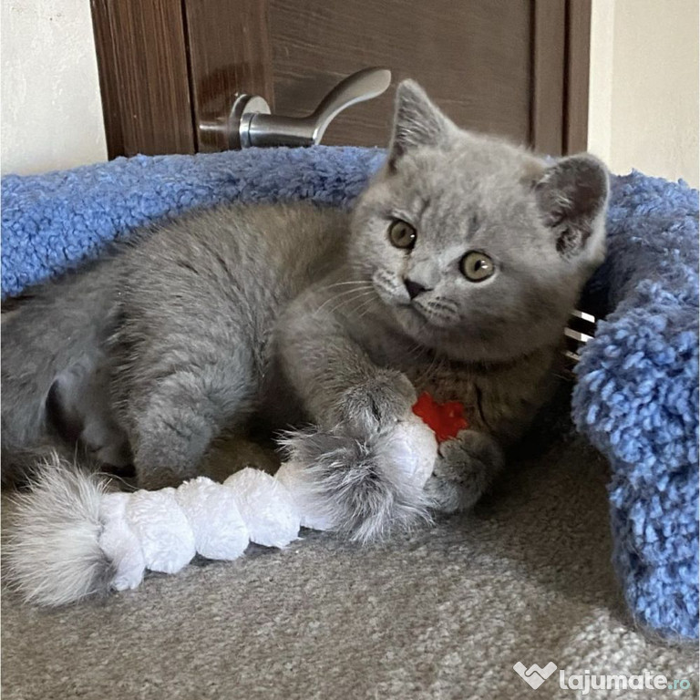 British shorthair motănei și pisicuțe