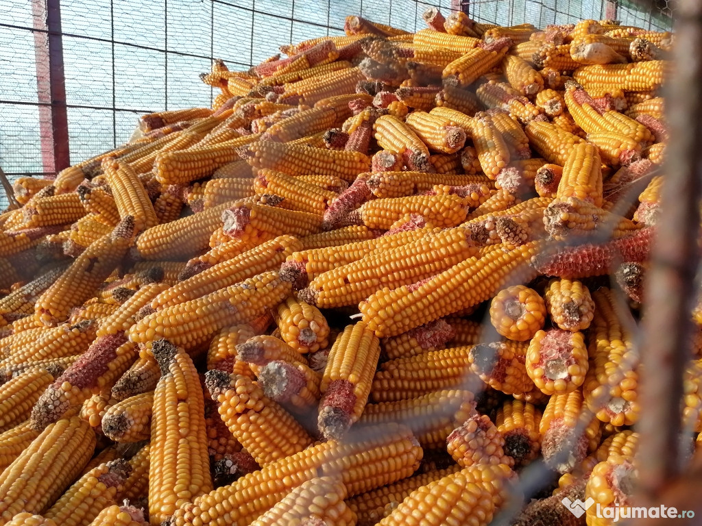 Tractoras de tuns gazonul