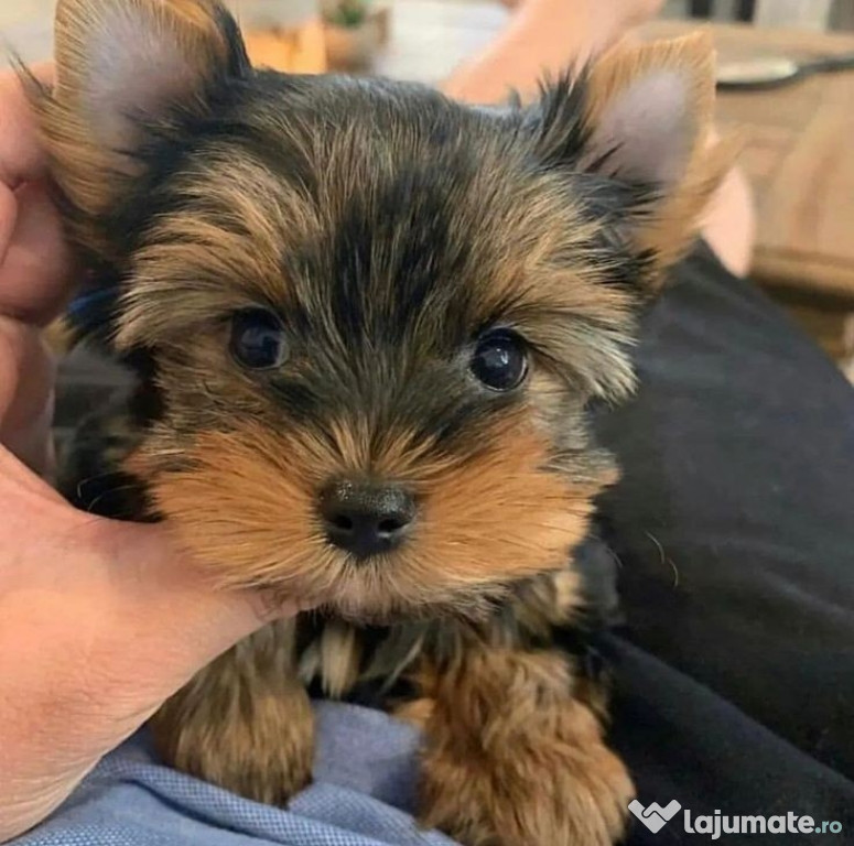 Yorkshire terrier mini toy