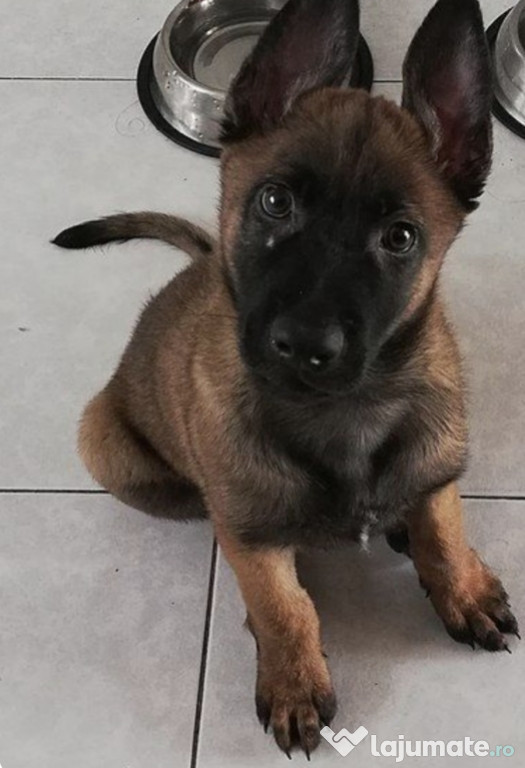 Ciobanesc Belgian/Malinois