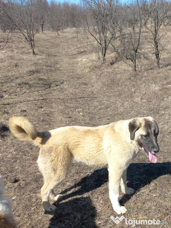 Kangal femelă 7 luni