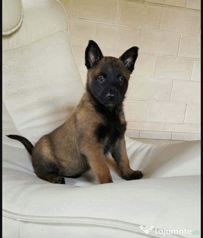 2 Fetite Ciobanesc Belgian/Malinois