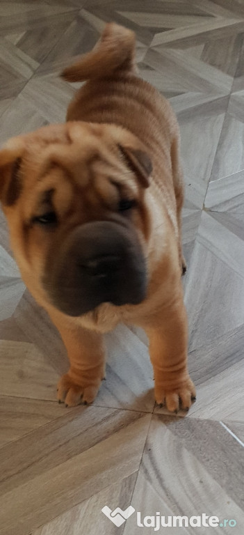 Shar pei in cautare de părinți responsabili