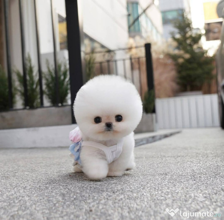 Pomeranian Mino Teeacup