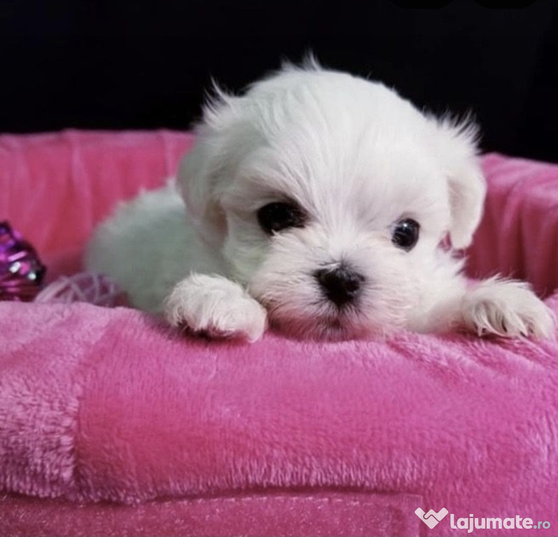 Bichon Maltez Mini Toy